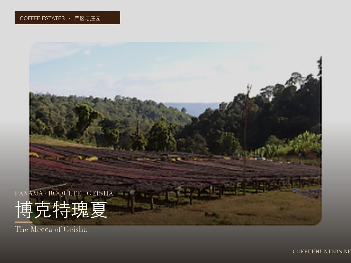 巴拿马·博克特与翡翠庄园：瑰夏的朝圣地