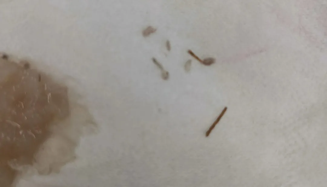 茶百道奶茶中疑现纸屑与树枝状物,店家回应系芋泥中所含番薯根须 茶百道奶茶中疑现纸屑与树枝状物,店家回应系芋泥中所含番薯根须