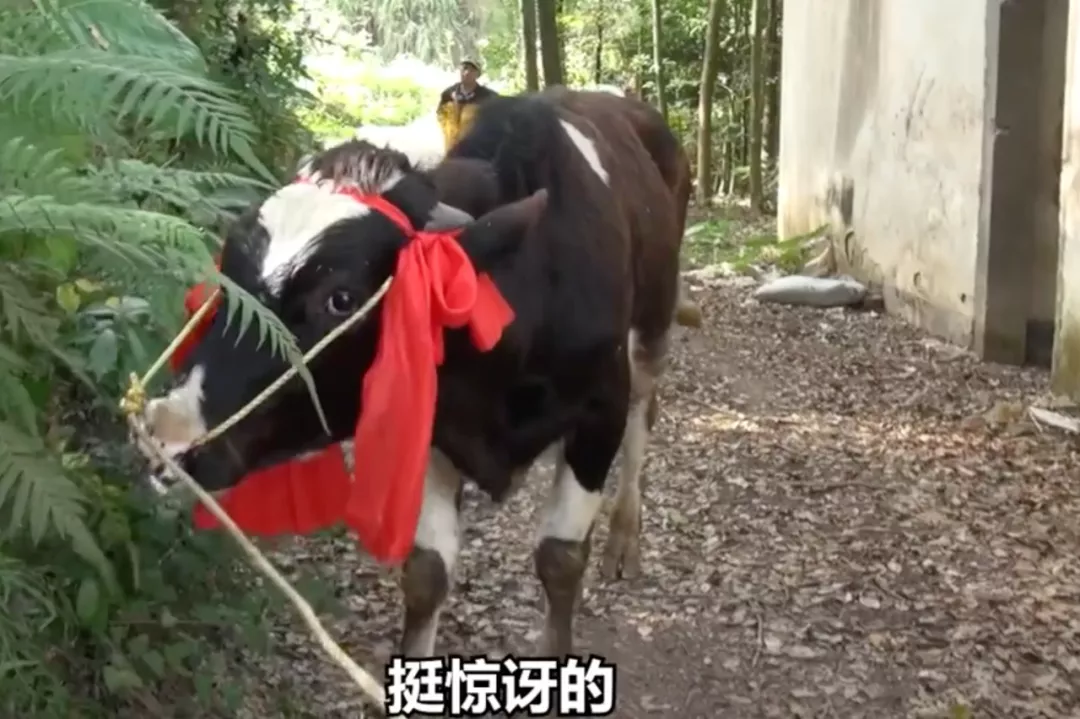 饿了么为14万账单女生送奶牛:晒奶茶账单意外中奖背后的营销逻辑 饿了么为14万账单女生送奶牛:晒奶茶账单意外中奖背后的营销逻辑