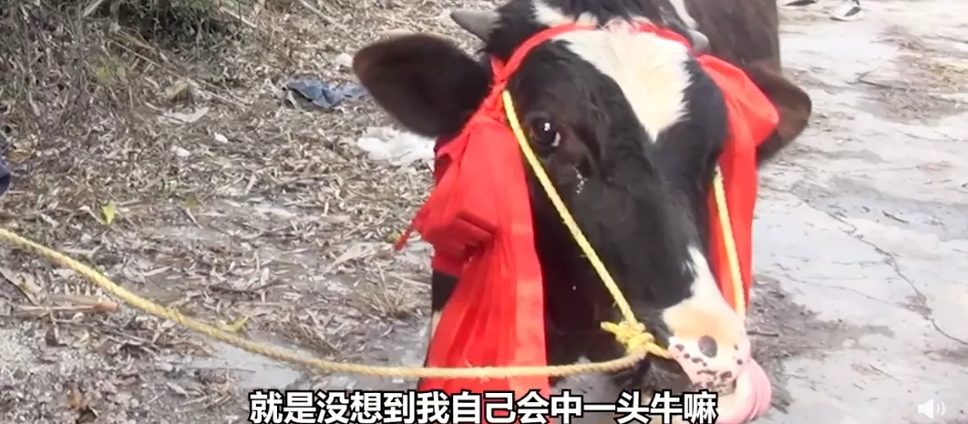 饿了么为14万账单女生送奶牛:晒奶茶账单意外中奖背后的营销逻辑 饿了么为14万账单女生送奶牛:晒奶茶账单意外中奖背后的营销逻辑