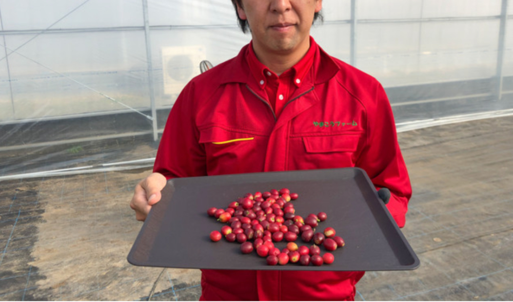 日本本土咖啡豆首次实现量产预售,温室栽培成本高昂每公斤约1500元 日本本土咖啡豆首次实现量产预售,温室栽培成本高昂每公斤约1500元
