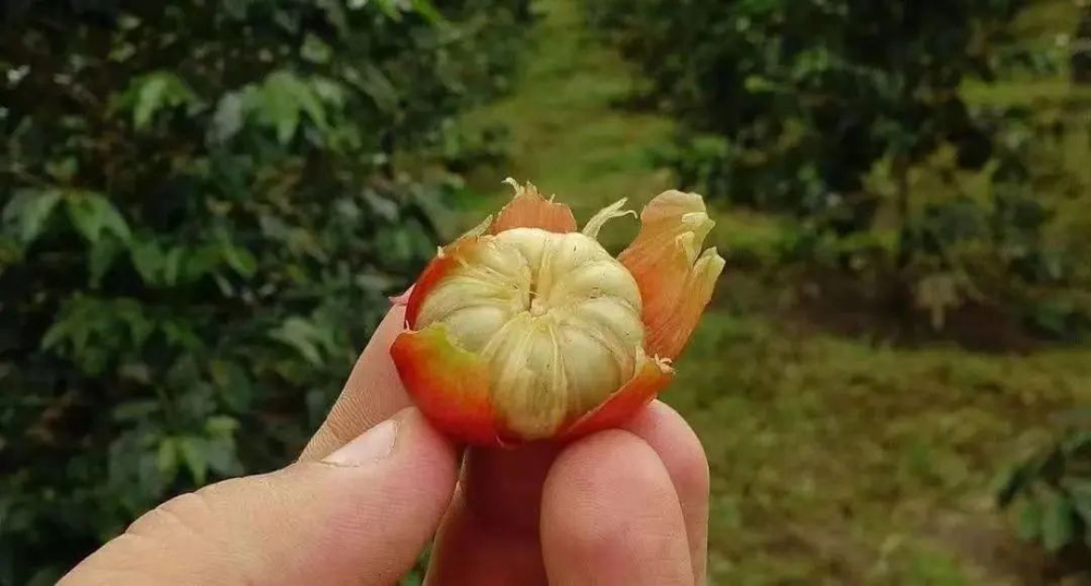 一颗咖啡果竟藏七粒豆?探秘阿拉比卡突变品种多籽咖啡的前世今生 一颗咖啡果竟藏七粒豆?探秘阿拉比卡突变品种多籽咖啡的前世今生