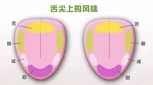 咖啡风味究竟靠喝还是靠闻?解析鼻前嗅觉与鼻后嗅觉的作用机制 咖啡风味究竟靠喝还是靠闻?解析鼻前嗅觉与鼻后嗅觉的作用机制