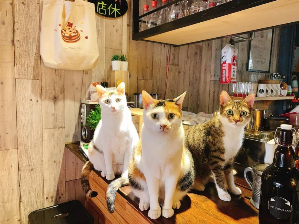 全球动物咖啡店争议不断:从猫头鹰到猫猫,动物福利问题引发联署抵制 全球动物咖啡店争议不断:从猫头鹰到猫猫,动物福利问题引发联署抵制