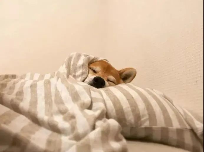 雀巢在东京开了一家睡眠咖啡馆，睡前先喝杯低因咖啡再小睡