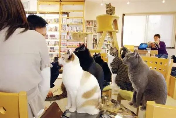 全球动物咖啡店争议不断:从猫头鹰到猫猫,动物福利问题引发联署抵制 全球动物咖啡店争议不断:从猫头鹰到猫猫,动物福利问题引发联署抵制