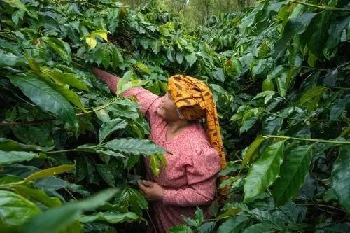 印尼咖啡豆品种风味与苏门答腊产地探源：从曼特宁到湿刨法