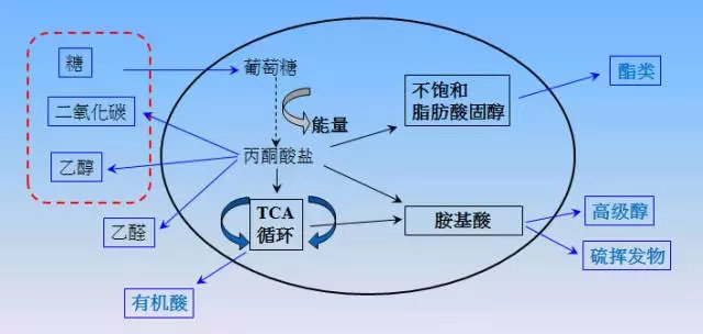 咖啡豆发酵处理法全解析：日晒与水洗的风味差异及工艺要点