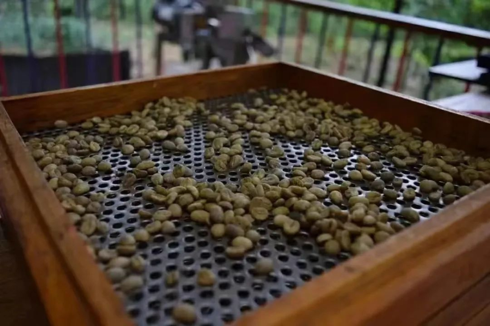 全球咖啡生豆分级体系解析:埃塞俄比亚与肯尼亚的评定标准对比 全球咖啡生豆分级体系解析:埃塞俄比亚与肯尼亚的评定标准对比
