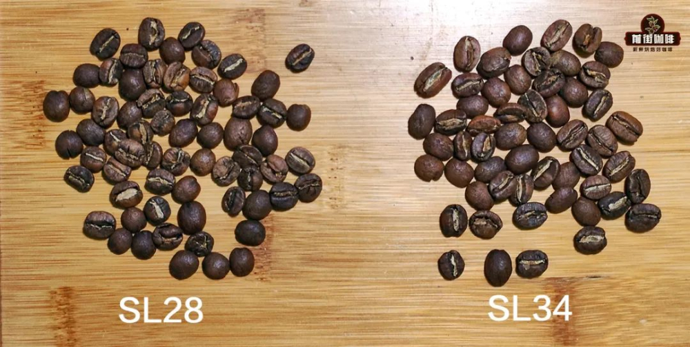 从外观辨别咖啡品种:铁皮卡与波旁等阿拉比卡系豆种的特征解析 从外观辨别咖啡品种:铁皮卡与波旁等阿拉比卡系豆种的特征解析