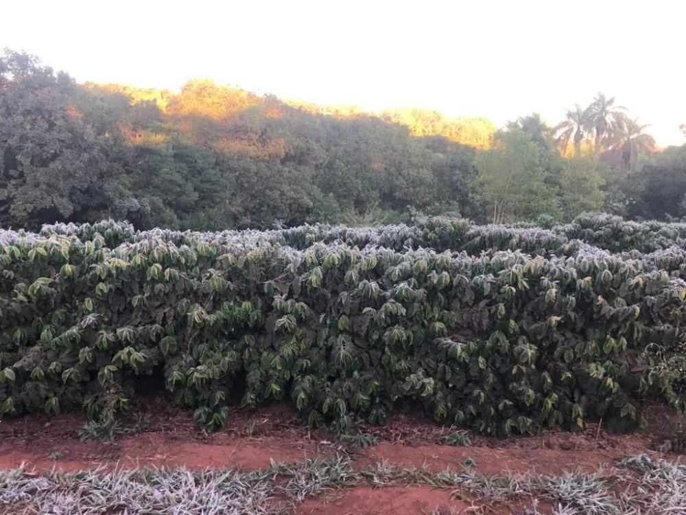咖啡库存告急:ICE交易所拟重新认证两年前巴西陈豆投放市场 咖啡库存告急:ICE交易所拟重新认证两年前巴西陈豆投放市场