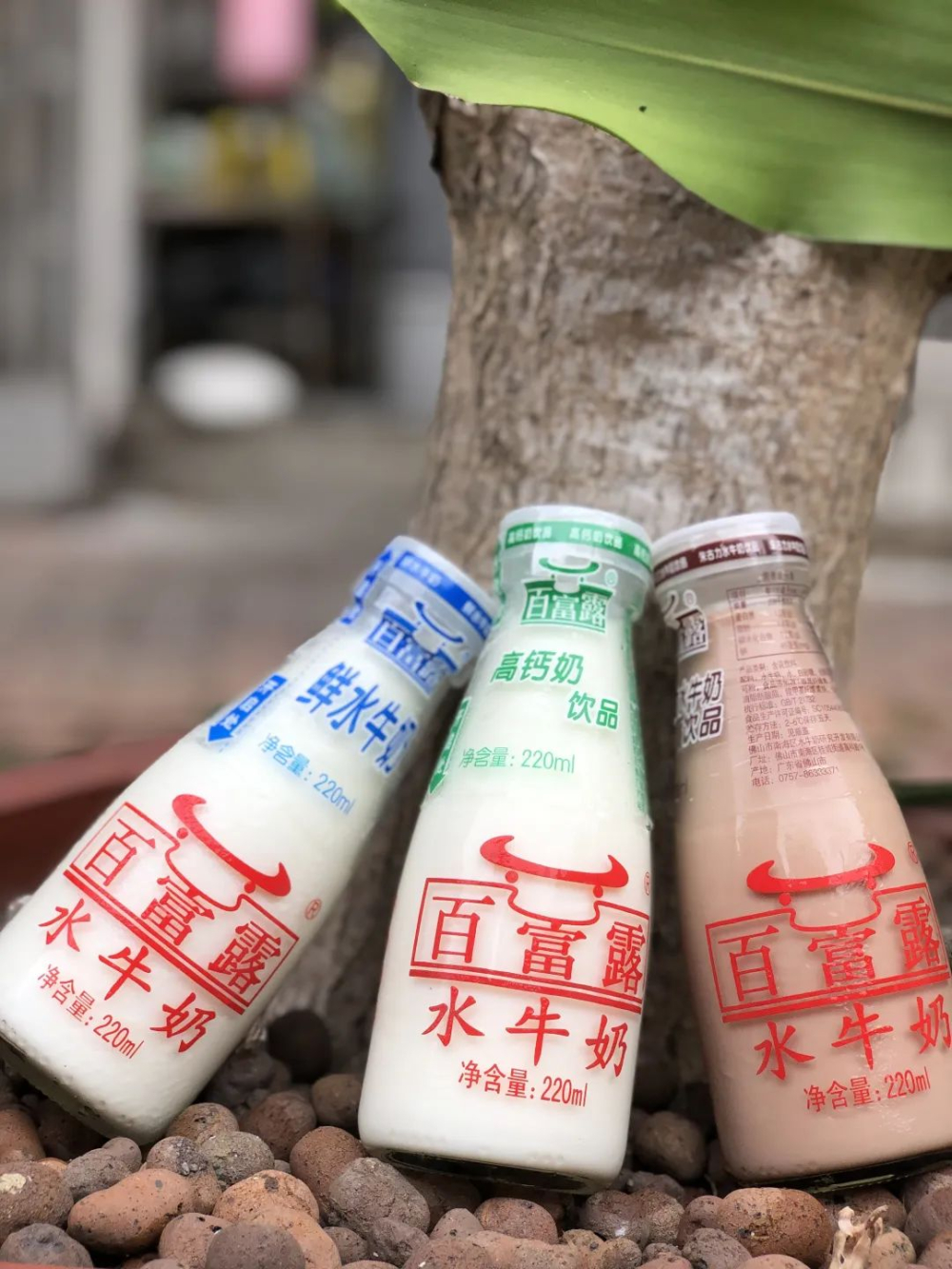 做咖啡该选哪种奶?玻璃瓶鲜奶与水牛奶的口感实测对比 做咖啡该选哪种奶?玻璃瓶鲜奶与水牛奶的口感实测对比