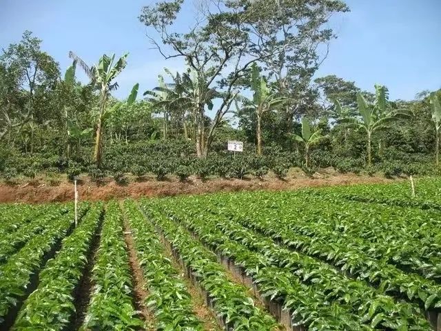 咖啡风味从何而来:产区、品种、处理法、烘焙与冲煮对味道的影响解析 咖啡风味从何而来:产区、品种、处理法、烘焙与冲煮对味道的影响解析