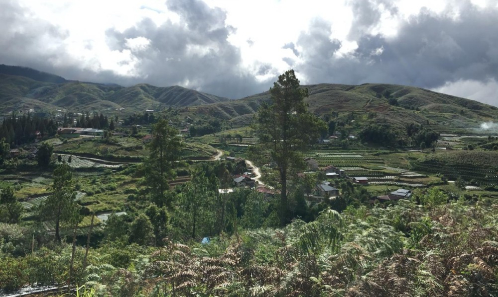 印尼曼特宁咖啡豆品种解析:湿刨法处理特色与风味冲泡全指南 印尼曼特宁咖啡豆品种解析:湿刨法处理特色与风味冲泡全指南