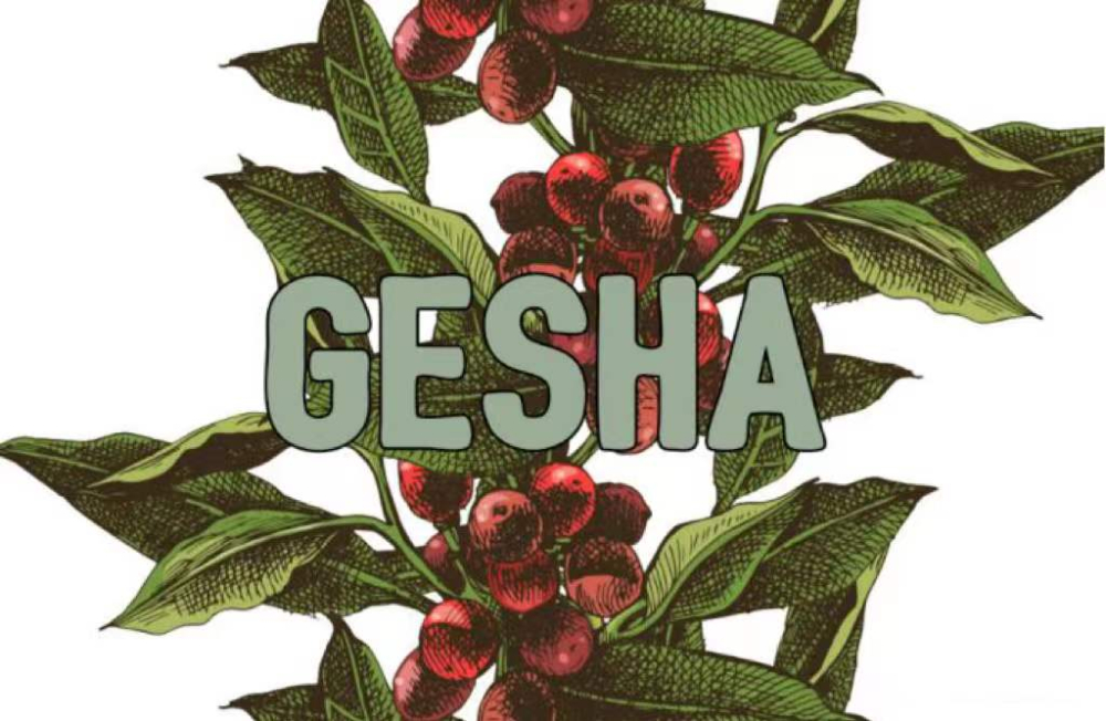 Gesha还是Geisha?埃塞俄比亚瑰夏咖啡品种溯源与SOE风味全解析 Gesha还是Geisha?埃塞俄比亚瑰夏咖啡品种溯源与SOE风味全解析
