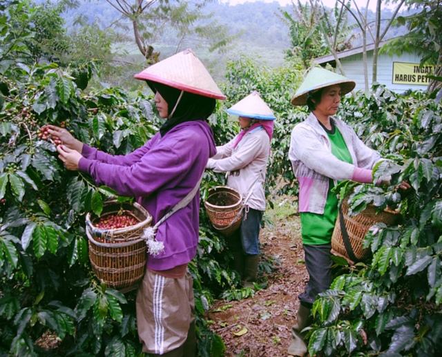 曼特宁手冲粉水比与参数调节详解:黄金曼特宁风味表现与萃取技巧 曼特宁手冲粉水比与参数调节详解:黄金曼特宁风味表现与萃取技巧
