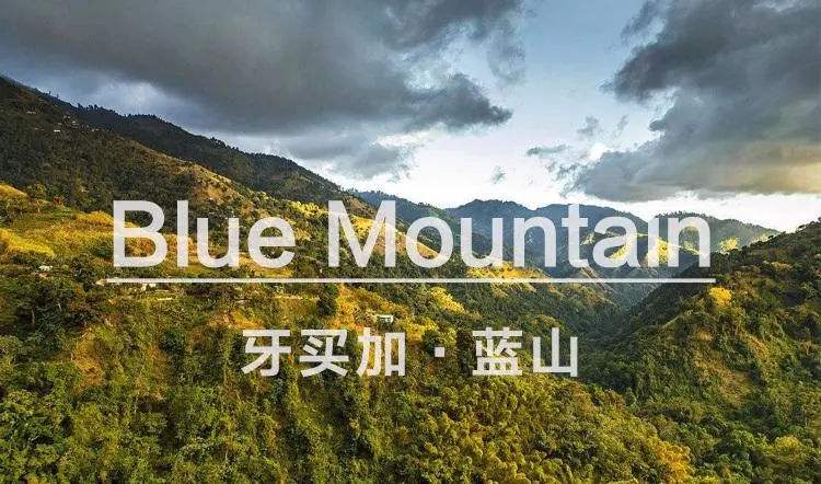 法压壶冲泡前街蓝山咖啡好不好喝？掌握这些要点与操作细节