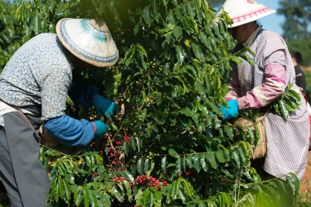 云南咖啡品牌盘点与三大产区品种特色全解析