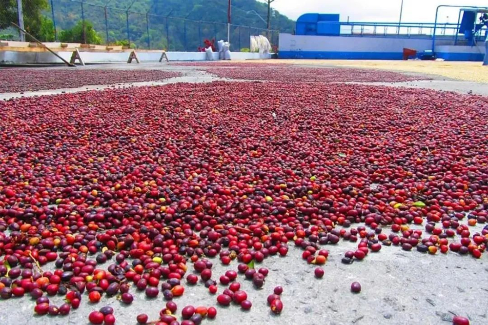 哥伦比亚咖啡产地特色、生豆分级制度与惠兰水洗豆冲煮风味全解析 哥伦比亚咖啡产地特色、生豆分级制度与惠兰水洗豆冲煮风味全解析