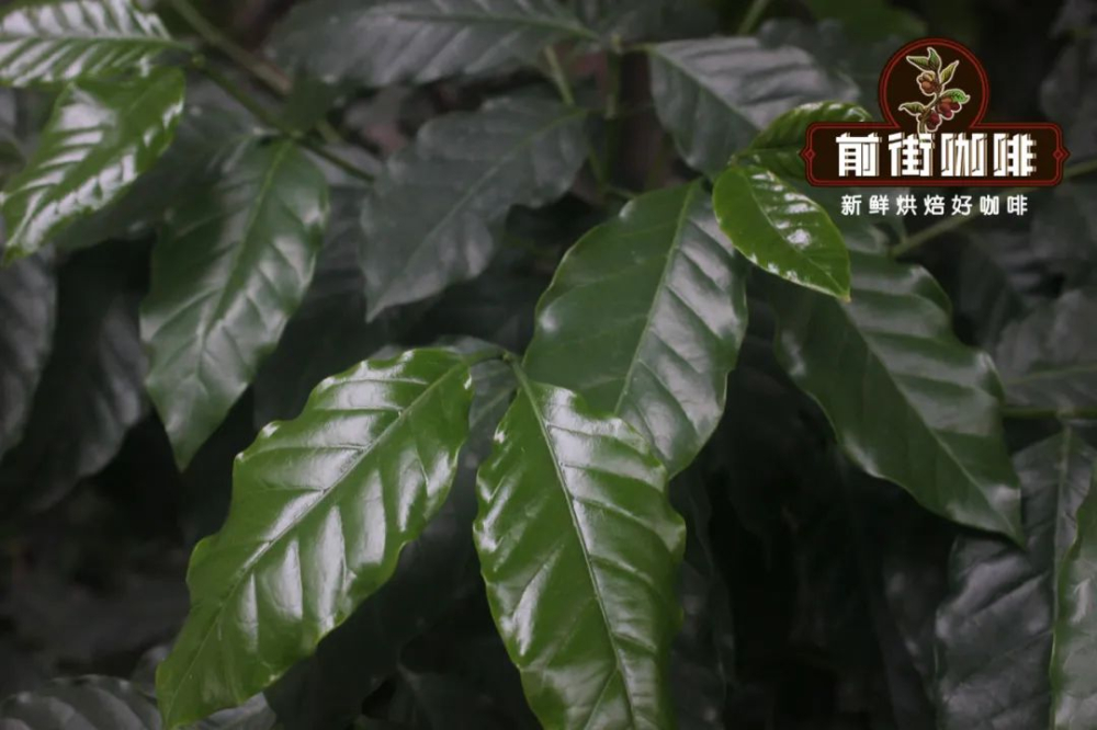 阿拉比卡咖啡豆全面解析:起源、品种特征、产地分布与价格参考 阿拉比卡咖啡豆全面解析:起源、品种特征、产地分布与价格参考