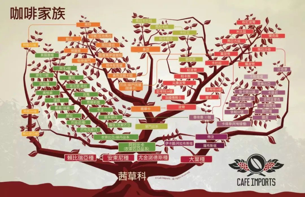 被遗忘的大果种利比里卡:Excelsa咖啡能否成为气候变暖下的新选择? 被遗忘的大果种利比里卡:Excelsa咖啡能否成为气候变暖下的新选择?