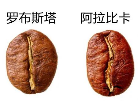 阿拉比卡咖啡豆手冲适宜性解析:品种特征、产地风土与处理方式全览 阿拉比卡咖啡豆手冲适宜性解析:品种特征、产地风土与处理方式全览