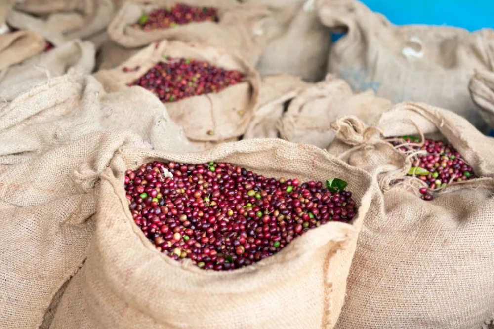 埃塞日晒艾瑞恰咖啡风味解析:品种来源、TOH夺冠背景与水洗处理差异对比 埃塞日晒艾瑞恰咖啡风味解析:品种来源、TOH夺冠背景与水洗处理差异对比