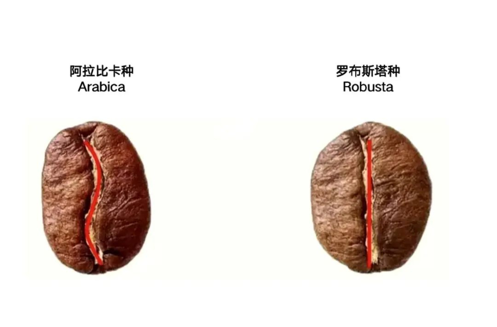 阿拉比卡咖啡怎么冲泡更好喝?从品种特性到前街蓝山手冲参数详解 阿拉比卡咖啡怎么冲泡更好喝?从品种特性到前街蓝山手冲参数详解