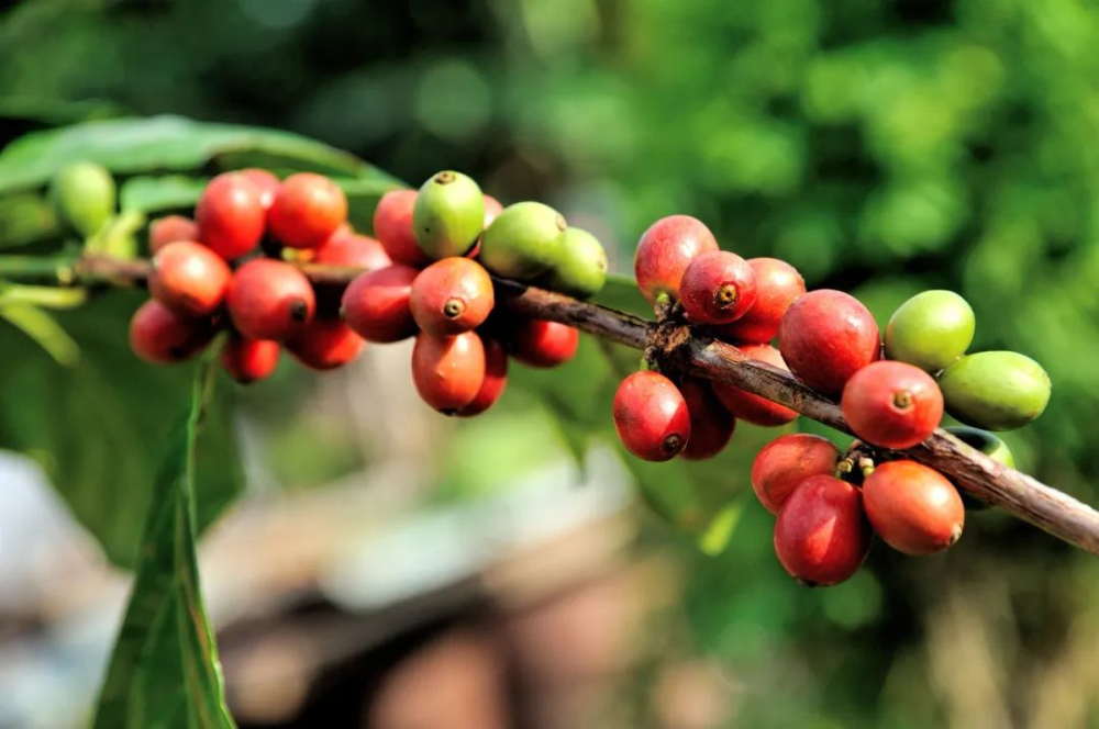 罗布斯塔咖啡豆全面解析:与阿拉比卡的风味差异、种植特点及各自优劣势对比 罗布斯塔咖啡豆全面解析:与阿拉比卡的风味差异、种植特点及各自优劣势对比