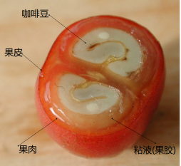蜜处理咖啡豆的风味特征解析:从白蜜到黑蜜,以及适合的冲煮方式 蜜处理咖啡豆的风味特征解析:从白蜜到黑蜜,以及适合的冲煮方式