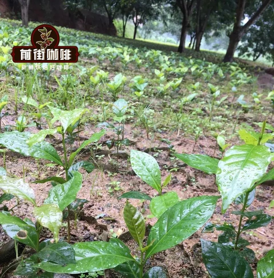 云南铁皮卡咖啡品种特性解析,铁皮卡与波旁差异及手冲风味表现 云南铁皮卡咖啡品种特性解析,铁皮卡与波旁差异及手冲风味表现