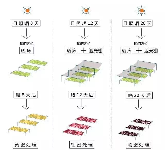 哥斯达黎加蜜处理咖啡豆分级详解:黑蜜、红蜜、黄蜜、白蜜的工艺差异与风味对比 哥斯达黎加蜜处理咖啡豆分级详解:黑蜜、红蜜、黄蜜、白蜜的工艺差异与风味对比
