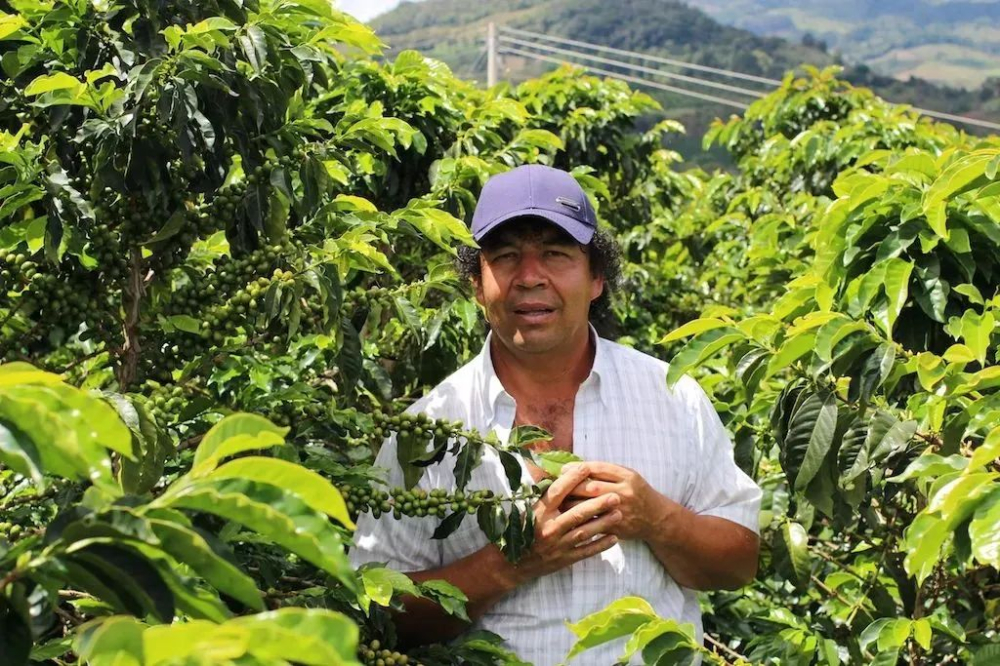 哥伦比亚咖啡豆风味口感全解析:从安第斯产区到水洗处理与冲煮建议 哥伦比亚咖啡豆风味口感全解析:从安第斯产区到水洗处理与冲煮建议