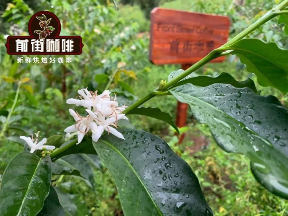 云南小粒咖啡品种解析:卡蒂姆种植渊源、产区风味与前街推荐 云南小粒咖啡品种解析:卡蒂姆种植渊源、产区风味与前街推荐