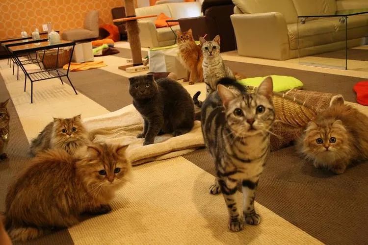动物咖啡馆背后的残酷真相:从猫咪咖啡到野生动物走私,合法性争议与动物福利危机 动物咖啡馆背后的残酷真相:从猫咪咖啡到野生动物走私,合法性争议与动物福利危机