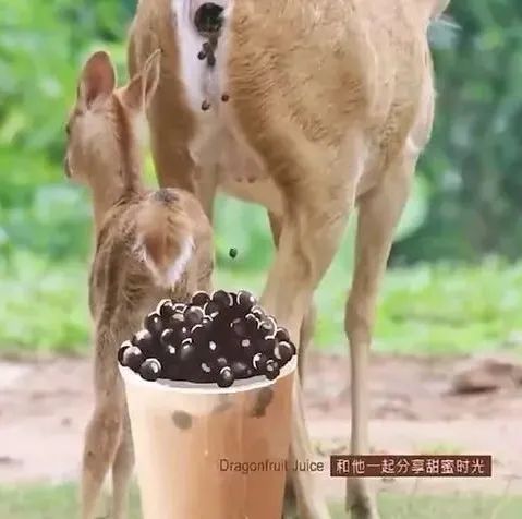 广州动物园粪便联想奶茶珍珠引热议，官方删文回应无相关产品
