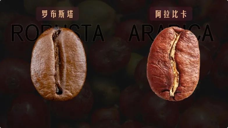 罗布斯塔咖啡粉饮用指南:认识罗豆特性与越南滴滤冲泡实操 罗布斯塔咖啡粉饮用指南:认识罗豆特性与越南滴滤冲泡实操