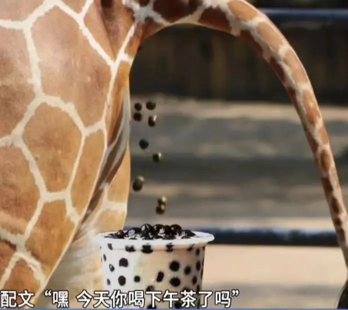 广州动物园粪便联想奶茶珍珠引热议，官方删文回应无相关产品