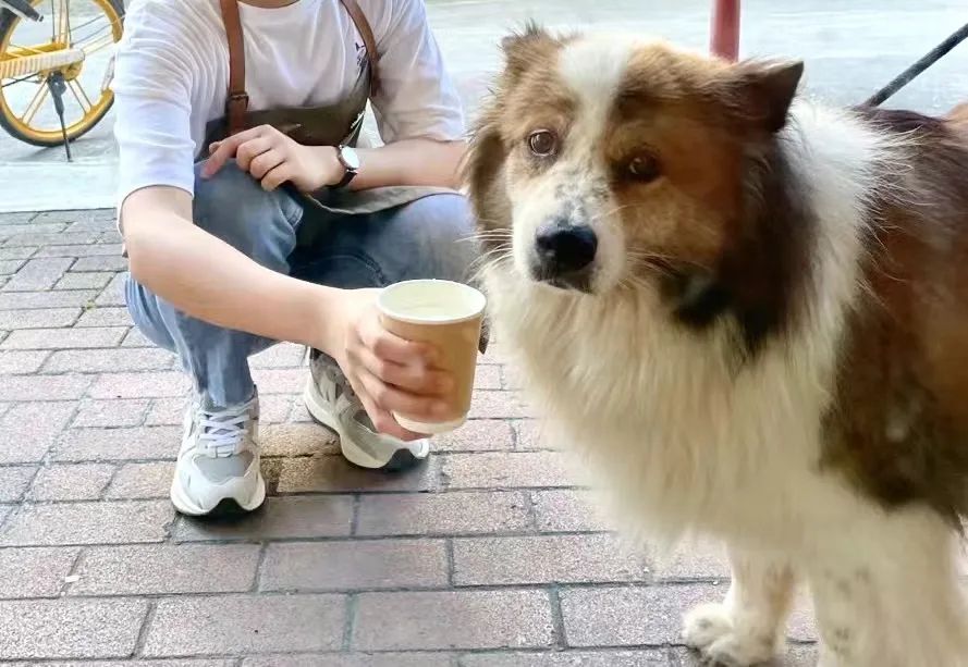 社区咖啡店经营指南:打造宠物友好型门店的加分技巧与注意事项 社区咖啡店经营指南:打造宠物友好型门店的加分技巧与注意事项