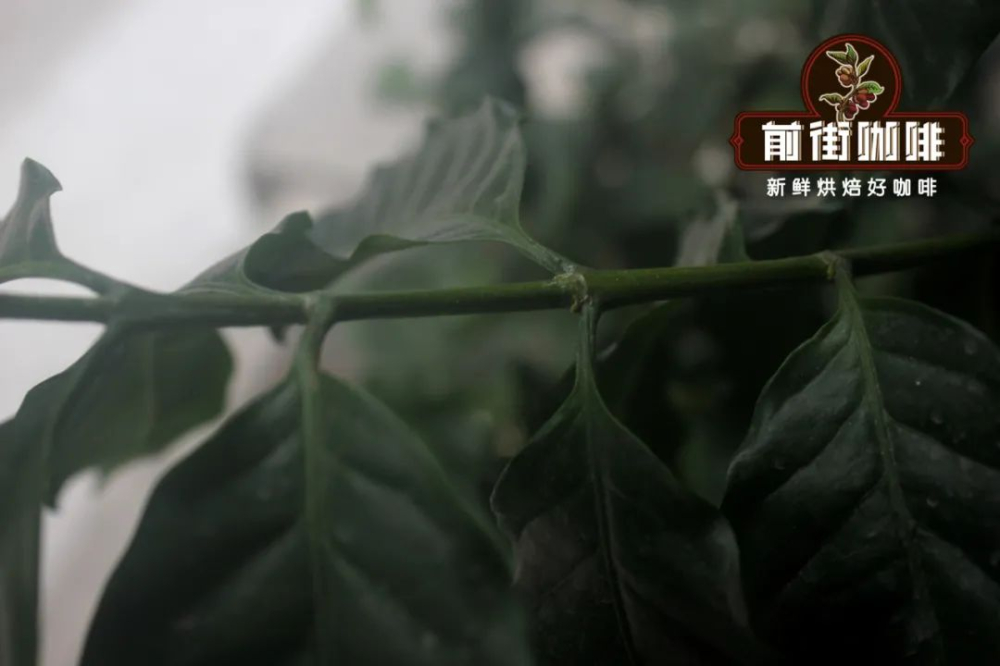卡蒂姆咖啡品种全解析：抗病高产背后的罗布斯塔基因与风味争议