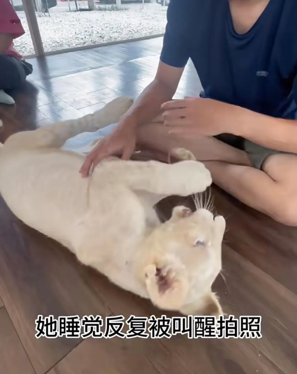 泰国野生动物园咖啡厅狮子轻咬游客事件始末与后续处理
