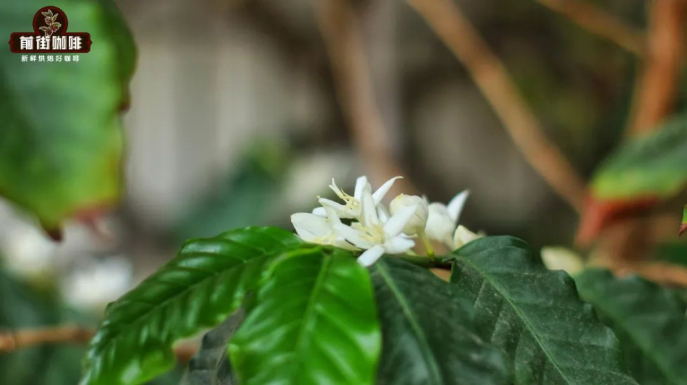 咖啡豆花香从何而来?白色花香类型与浅中烘焙风味表现及前街豆单推荐 咖啡豆花香从何而来?白色花香类型与浅中烘焙风味表现及前街豆单推荐