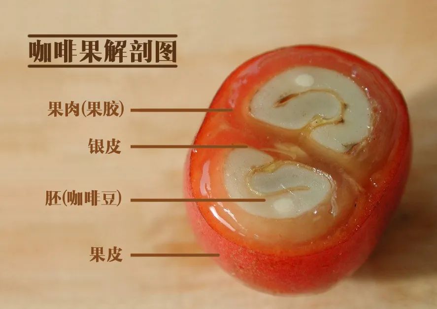 水洗咖啡豆为何常带明亮酸感?从处理工艺到发酵原理的完整解析 水洗咖啡豆为何常带明亮酸感?从处理工艺到发酵原理的完整解析