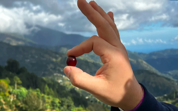 牙买加蓝山咖啡的产区特征与CIB管理局职能全解析 牙买加蓝山咖啡的产区特征与CIB管理局职能全解析