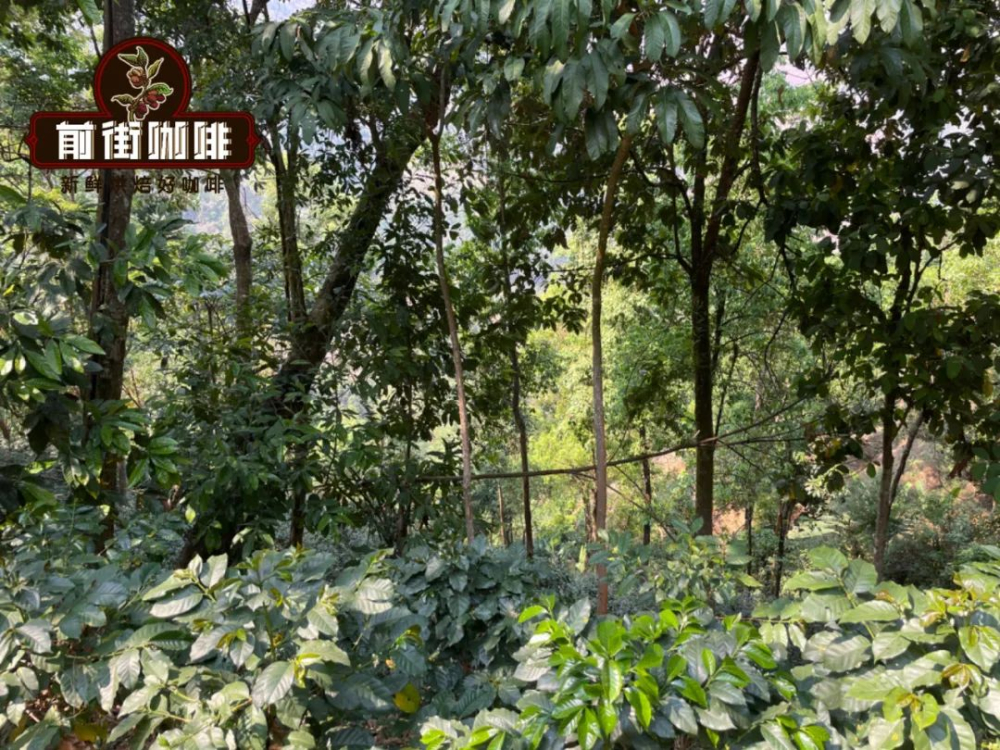 产地、产区、处理厂、合作社与庄园：咖啡豆命名背后的分类逻辑