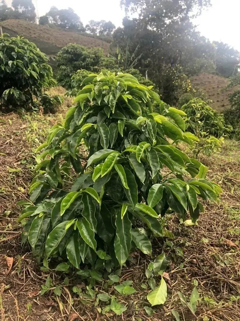 BOP多品种组拍出最高价的奇洛索,到底是什么来头? BOP多品种组拍出最高价的奇洛索,到底是什么来头?