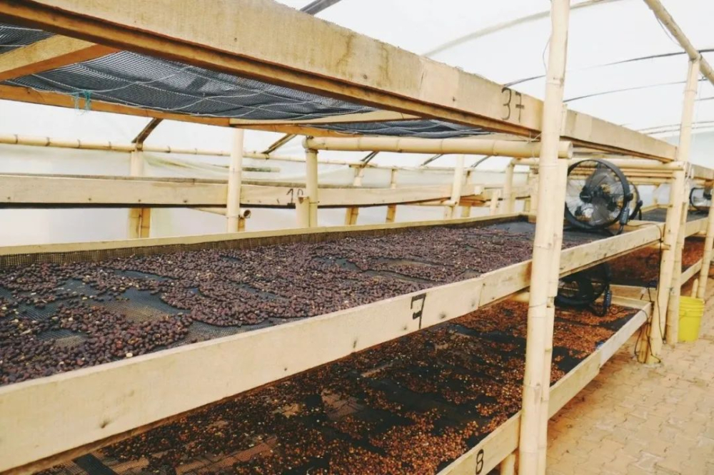 尤金尼奥德斯：阿拉比卡咖啡的母种起源与稀有风味全解析