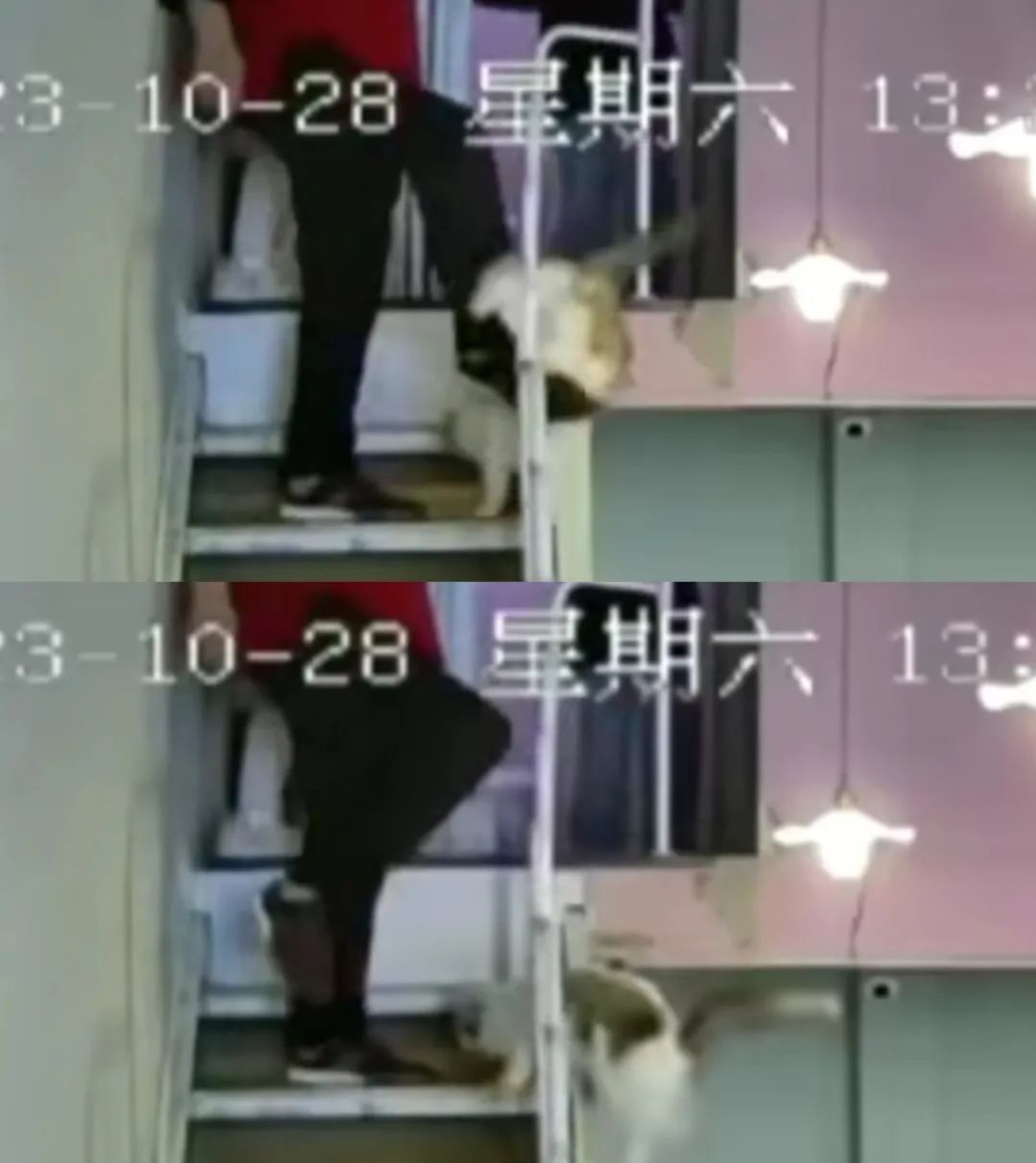 无锡猫咖内父亲踢猫下楼引热议，店主顾虑遭报复放弃追责