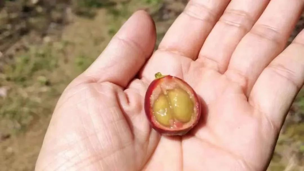 阿拉比卡命名背后有何误会?从起源到选豆的精品咖啡指南 阿拉比卡命名背后有何误会?从起源到选豆的精品咖啡指南