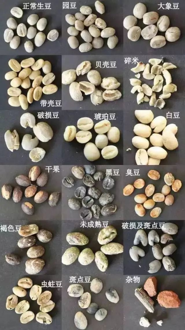气候变迁下罗布斯塔咖啡的崛起:全球产业新趋势与精细化发展 气候变迁下罗布斯塔咖啡的崛起:全球产业新趋势与精细化发展